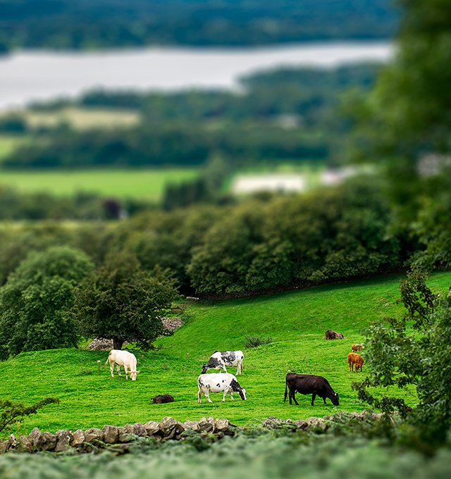 Grass-fed cattle — Australian sourcing